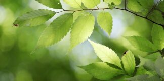 Które państwo nie ma oficjalnej stolicy?