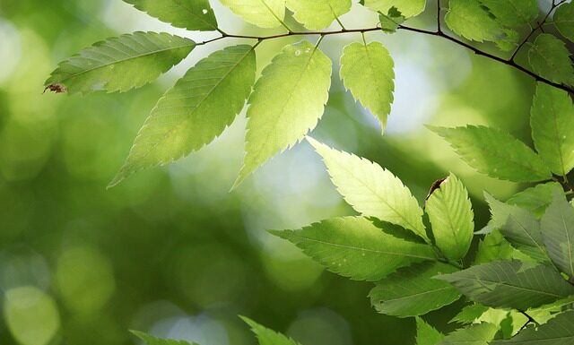 Które państwo nie ma oficjalnej stolicy? Które państwo nie ma oficjalnej stolicy?