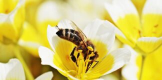 Czy Włosi jedzą jajecznicę?