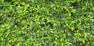 Ile kosztuje 1 tona węgla?