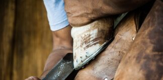 Co znaczy Pingo Doce po polsku?