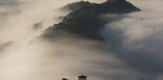 Czy w Korei są komary?