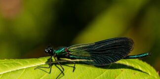 W jakim wieku najczęściej umierają mężczyźni?