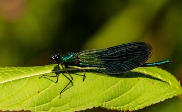 W jakim wieku najczęściej umierają mężczyźni?
