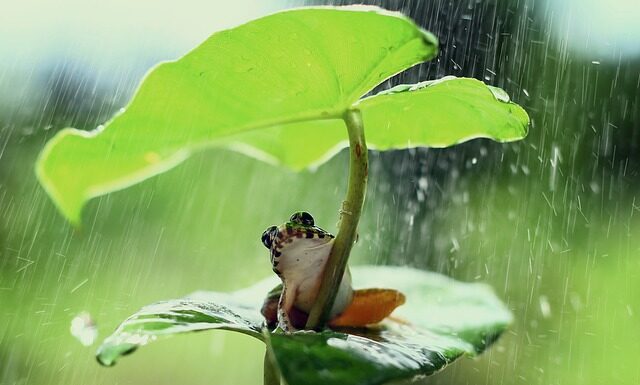 Jak po czesku teściowa? Jak po czesku teściowa?