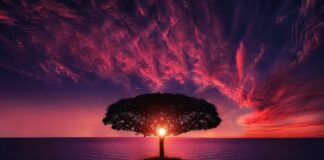 Ile kosztuje drzewo w Czechach?