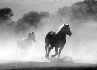 Czy policjant może palić na służbie?