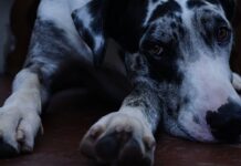 Co jedzą Duńczycy na kolację?