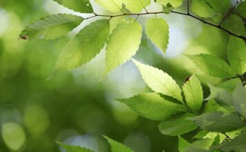 Jakie państwo istniało najkrócej?