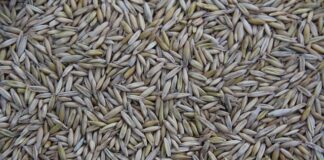 Co jest produkowane w Czechach?