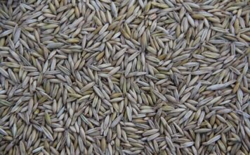 Co jest produkowane w Czechach?