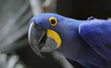 Jaka jest największa stolica na świecie? Jaka jest największa stolica na świecie?