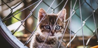 Czy koło zapasowe jest obowiązkowe?