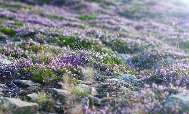 Jak wjechać na Śnieżkę od strony czeskiej? Jak wjechać na Śnieżkę od strony czeskiej?