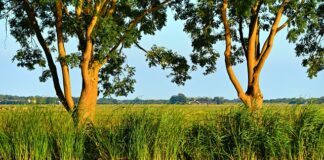 Co jest typowo polskie?