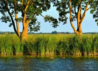 Co jest typowo polskie?