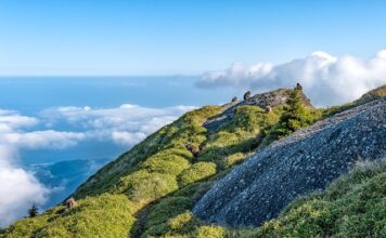 Jaka jest różnica między węglem kamiennym a brunatnym?