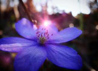 W jakim kraju mieszka najmniej ludzi?