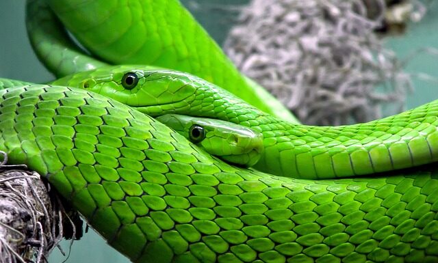 Czy we Włoszech są jadowite zwierzęta? Czy we Włoszech są jadowite zwierzęta?