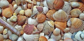 Czy można zabrać muszelki z Włoch?