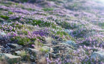 Czy na szczycie Śnieżki można coś zjeść? Czy na szczycie Śnieżki można coś zjeść?