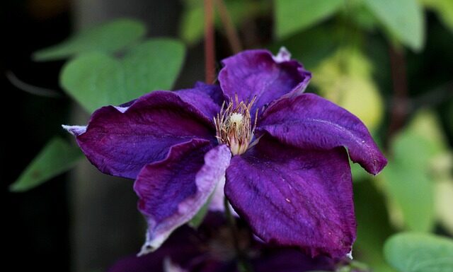 Czego zazdroszczą Polakom Czesi?