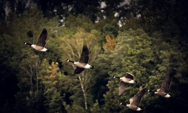 Co to jest nielegalna migracja?
