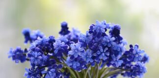 Ile moszczu z 1 kg winogron?