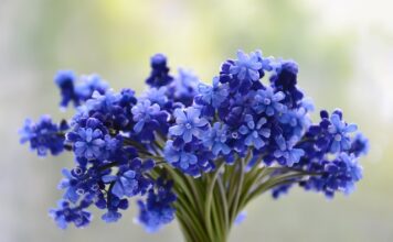 Ile moszczu z 1 kg winogron?