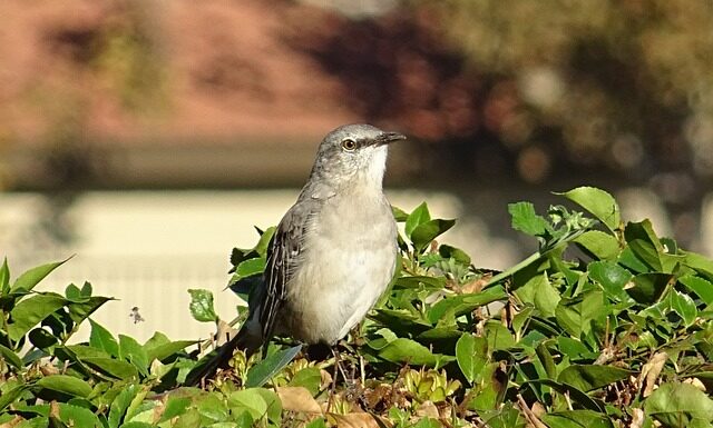 Co to znaczy poliglotą po polsku? Co to znaczy poliglotą po polsku?