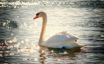 Jak długo jedzie się z Polski do Włoch?
