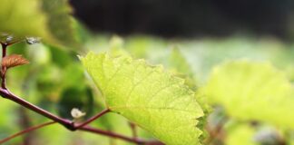 Jak długo trzymać moszcz?