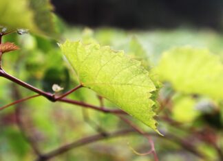 Jak długo trzymać moszcz?