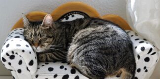 Co to jest siesta we Włoszech?