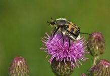 Co przed wylotem do Włoch?