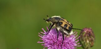 Co przed wylotem do Włoch?