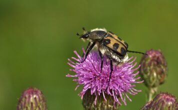 Co przed wylotem do Włoch?