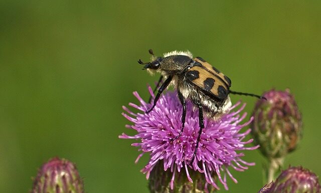 Co przed wylotem do Włoch?