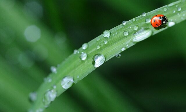 Jak nazywa się Biedronka za granicą? Jak nazywa się Biedronka za granicą?