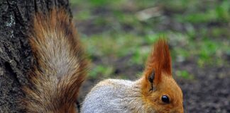 Co gryzie we Włoszech?