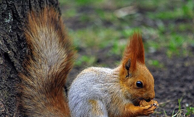Co gryzie we Włoszech?