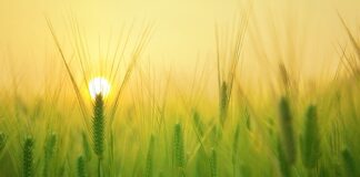 Jaki charakter mają Włosi?