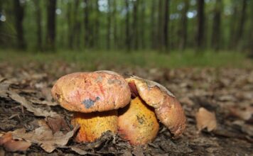 W jakich porach jedzą Włosi?