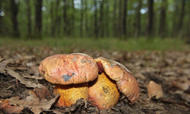 W jakich porach jedzą Włosi?