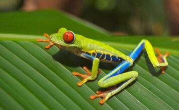 Jak się mówi po czesku węgiel?