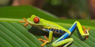 Jak się mówi po czesku kocham cię?