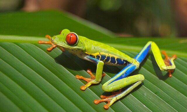 Jak się mówi po czesku kocham cię? Jak się mówi po czesku kocham cię?