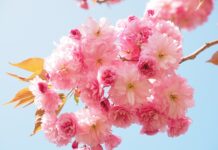 Ile paczek papierosów można przewieźć do Czech?