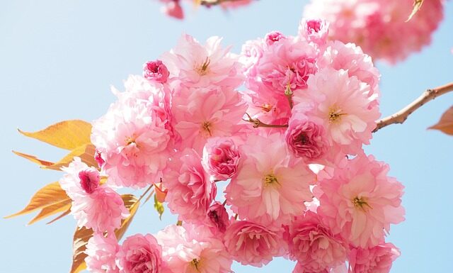 Ile paczek papierosów można przewieźć do Czech?