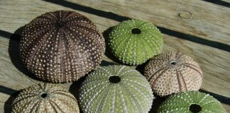 Czy we Włoszech są jeżowce?